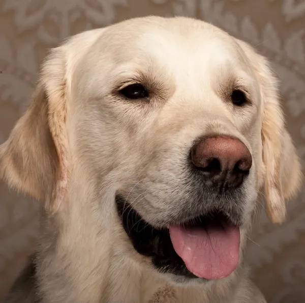 Golden cane retriever — Foto Stock