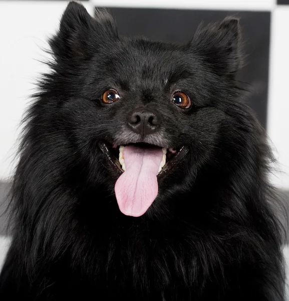 Cane nero con grande sorriso — Foto Stock