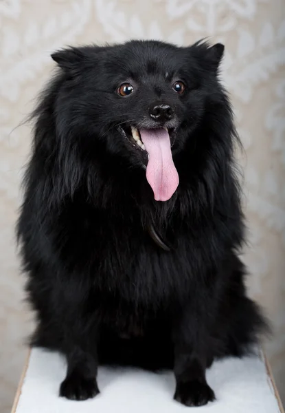 Zwarte hond met grote glimlach — Stockfoto