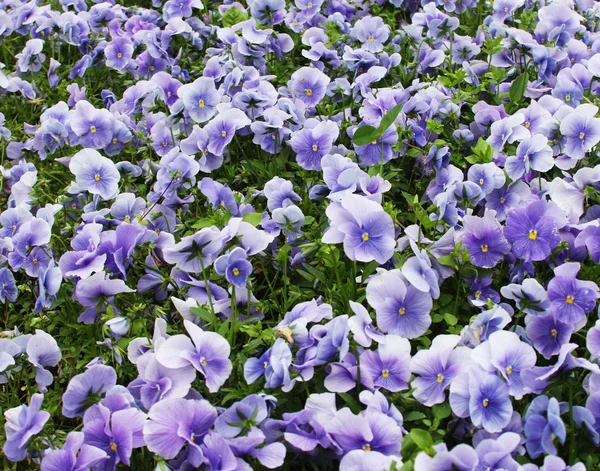 Altviool bloem veld — Stockfoto