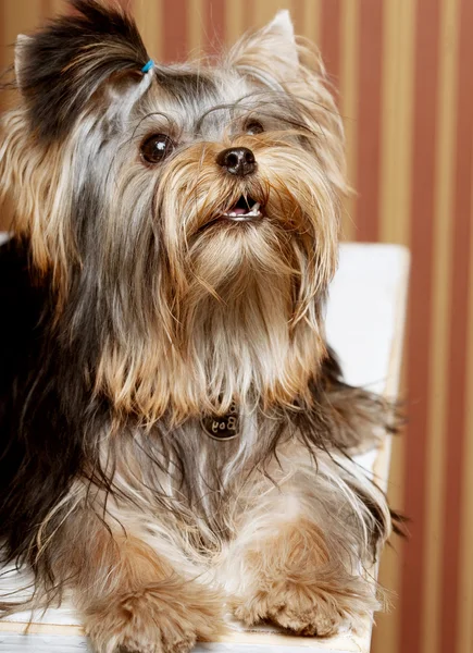 Słodkie yorkshire terrier szczeniak — Zdjęcie stockowe