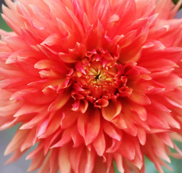 Dahlias in the flowerbed. Fine sunny day — Stock Photo, Image