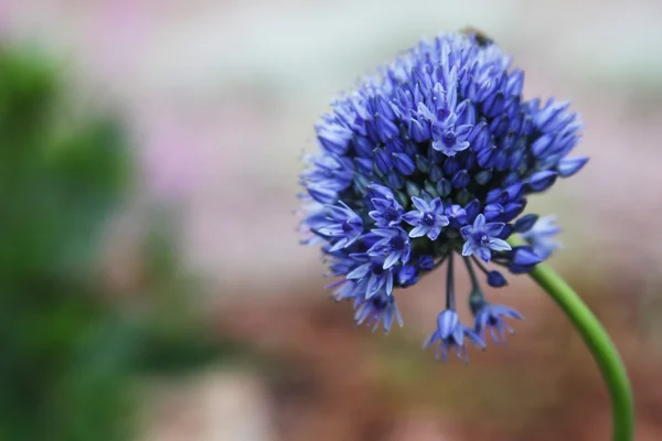 Синий цветок в саду — стоковое фото