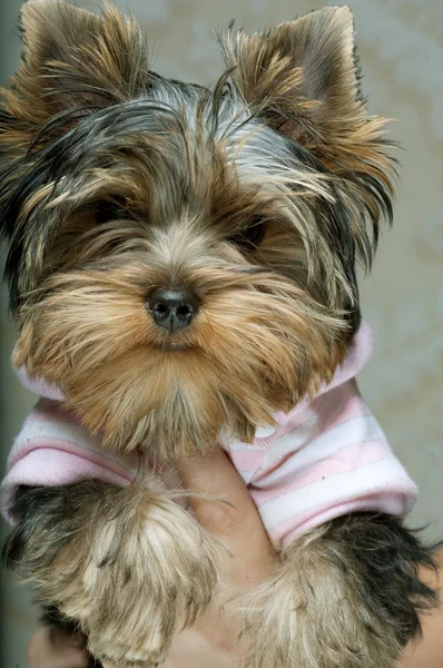 Cute Yorkshire Terrier Puppy — Stock Photo, Image