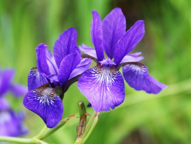 Güzel parlak irisler