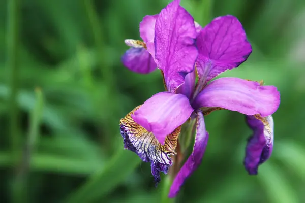 Prachtige heldere irissen — Stockfoto