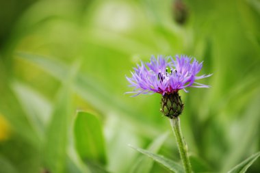 Bahçedeki çiçekler