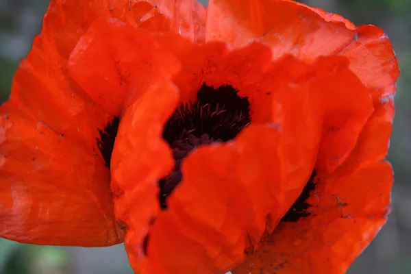 Red poppy — Stock Photo, Image