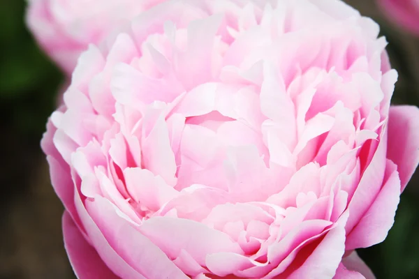 Pink peony — Zdjęcie stockowe