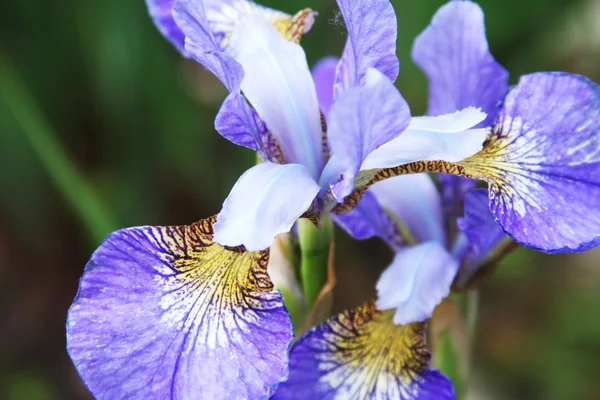 Beautiful bright irises — Stock Photo, Image