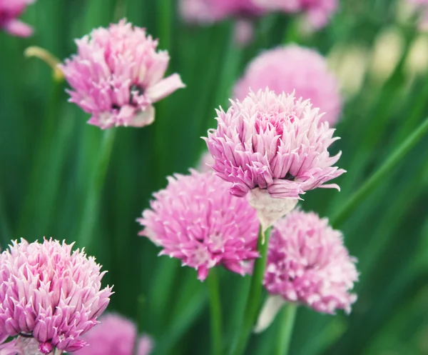 Trevo rosa no campo — Fotografia de Stock