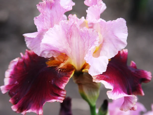 Beautiful bright irises Stock Image
