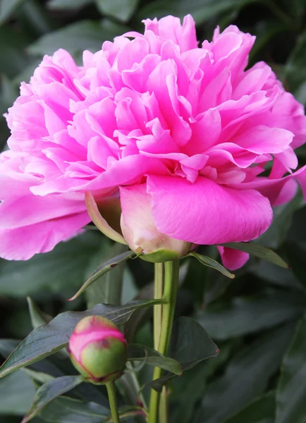 Roze pioen — Stockfoto