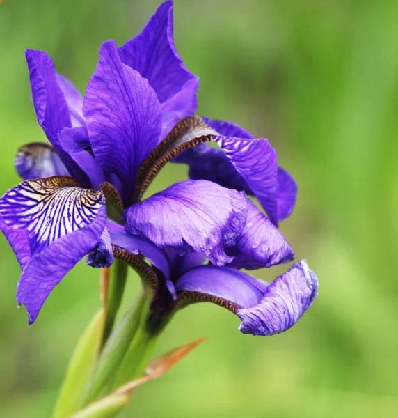 Vackra ljusa iris — Stockfoto