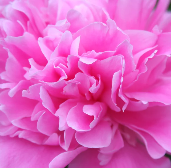 Pink peony — Stock Photo, Image