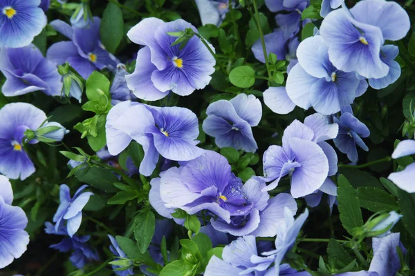 Viola flower field — Stock Photo, Image