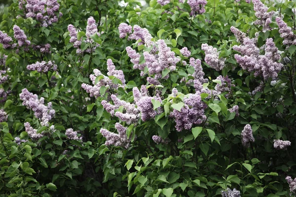 Bunch of violet lilac flower — Stock Photo, Image