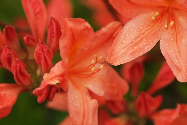 Cute orange lily flowers — Stock Photo, Image