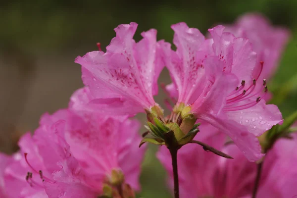 정원에 있는 아름다운 분홍색 꽃들 — 스톡 사진