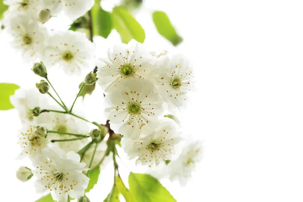 Of beautiful, blooming white flowers — Stock Photo, Image