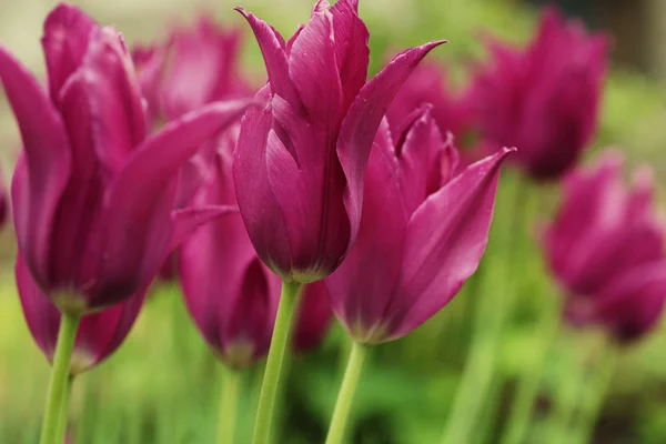 Bahçede pembe laleler — Stok fotoğraf