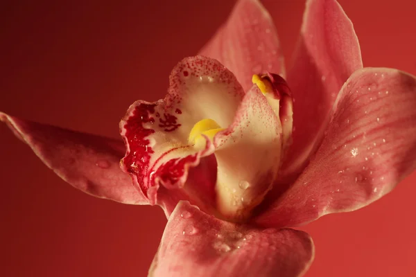 Fialová orchidej květina — Stock fotografie