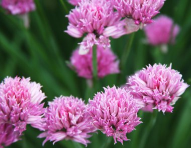 pembe yonca alanında