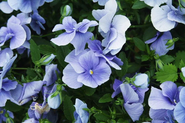 Viola flower field — Stock Photo, Image