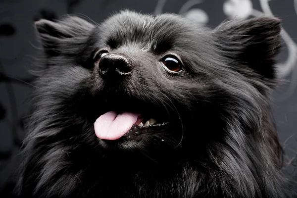 Perro negro con gran sonrisa —  Fotos de Stock