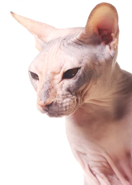 Sphynx katt — Stockfoto