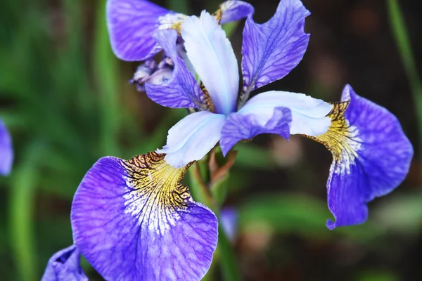 Indah iris cerah — Stok Foto