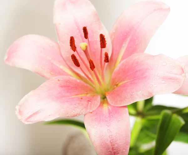 Рожева квітка лілії — стокове фото