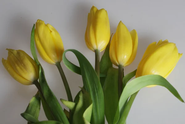 Gelbe Tulpen — Stockfoto