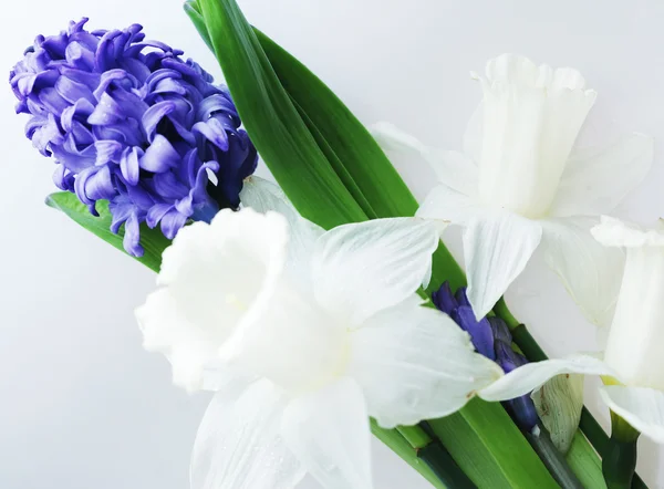 Giacinto blu e narciso bianco — Foto Stock