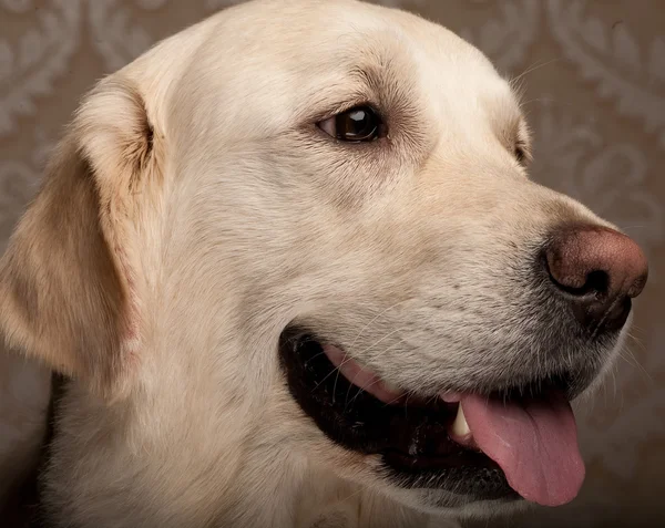 Golden retriever cão — Fotografia de Stock