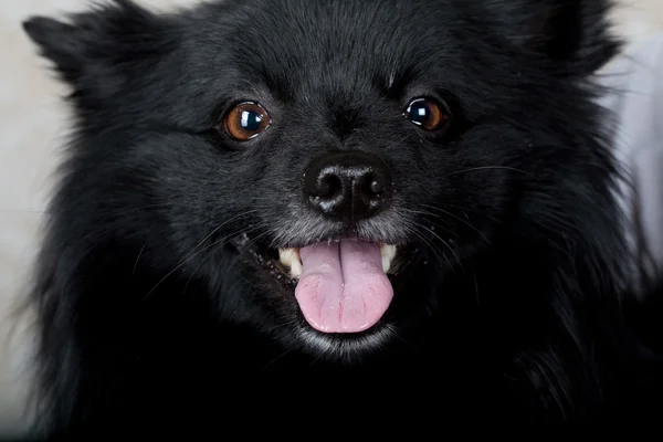 Schwarzer Hund mit breitem Lächeln — Stockfoto