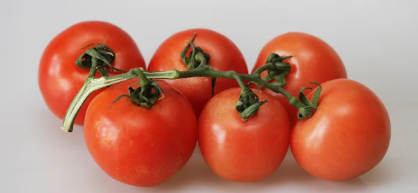 Ripe tomato branch — Stock Photo, Image