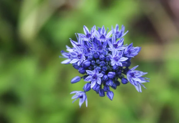 Flor azul no jardim — Fotografia de Stock