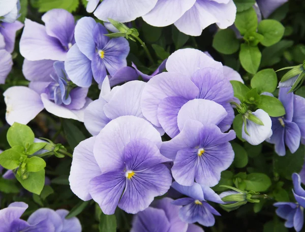 Viola flower field — Stock Photo, Image