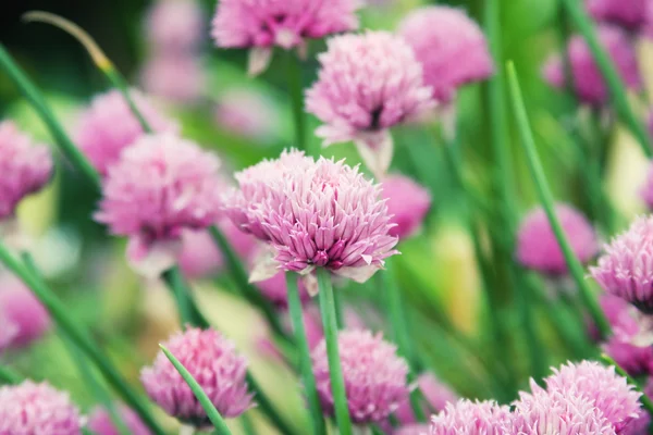 Trevo rosa no campo — Fotografia de Stock