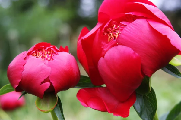 Vacker rosa pioner — Stockfoto