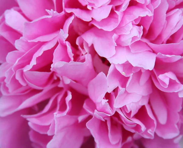 분홍색 모란 — 스톡 사진