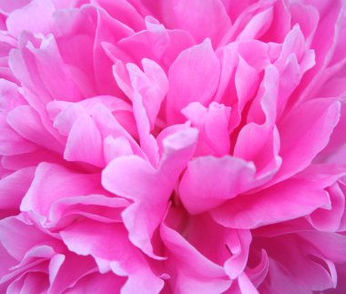 pembe Şakayık