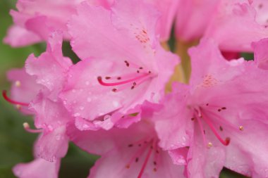 Bahçedeki güzel pembe çiçekler