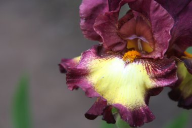 Güzel parlak irisler