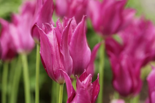 Roze tulpen in de tuin — Stockfoto