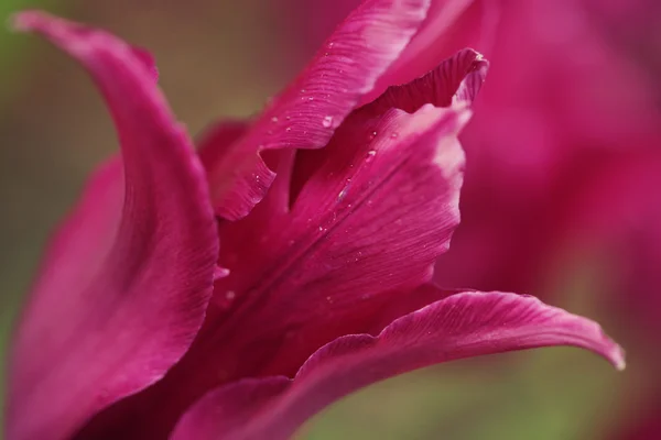 Detail fotografie růžových tulipánů — Stock fotografie