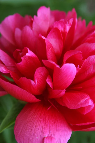 Rosa Pfingstrose — Stockfoto