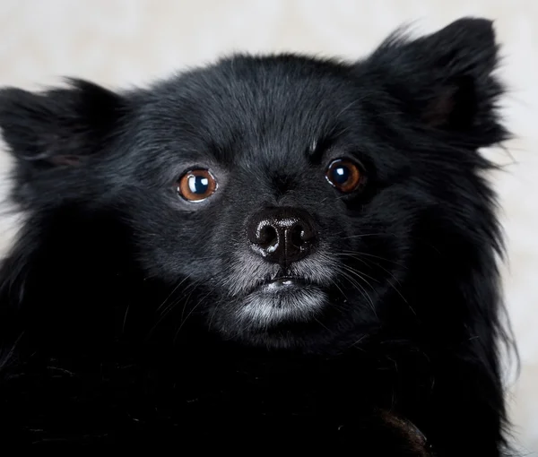 Perro negro — Foto de Stock