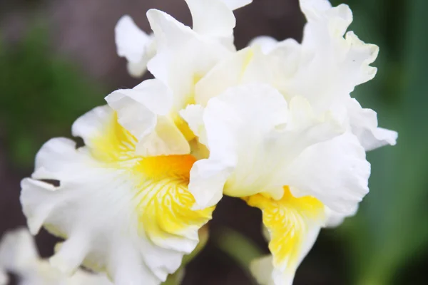 Íris branca em um jardim — Fotografia de Stock